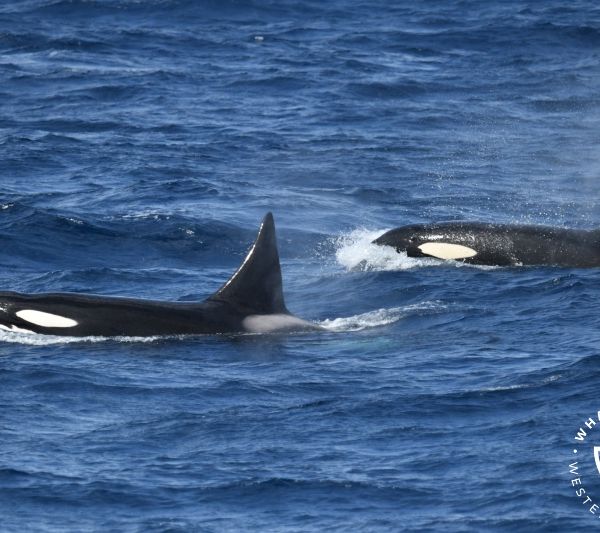 Whale Watch Western Australia