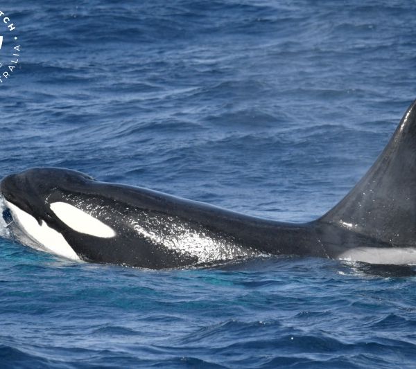 Whale Watch Western Australia