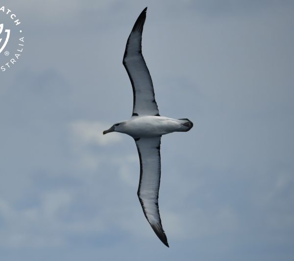 Whale Watch Western Australia