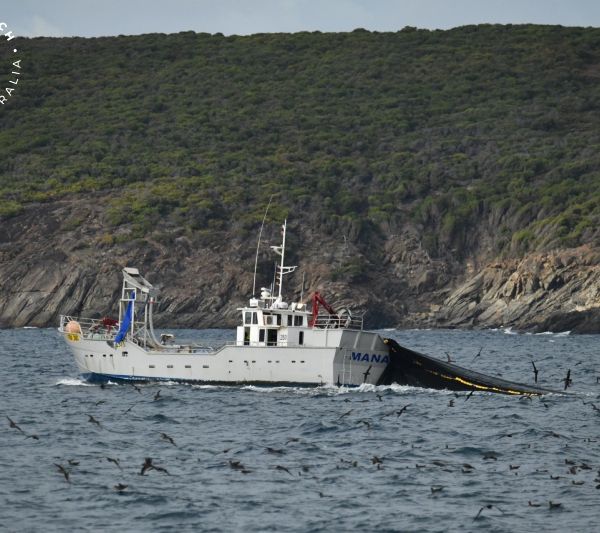 Whale Watch Western Australia