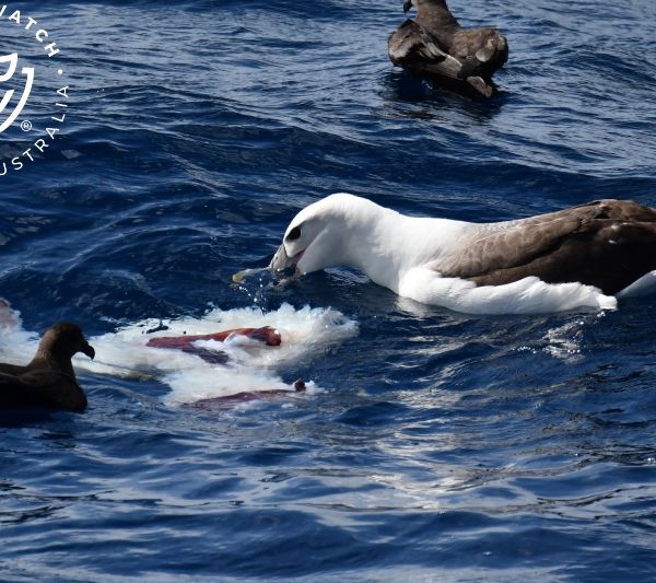 Whale Watch Western Australia