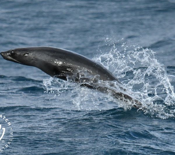 Whale Watch Western Australia