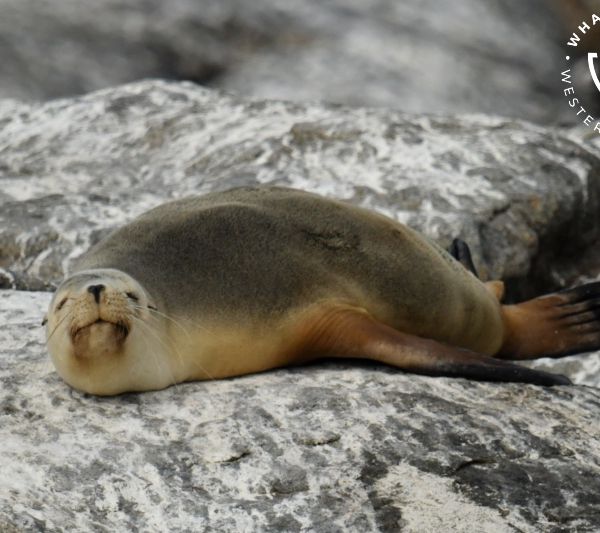 Whale Watch Western Australia