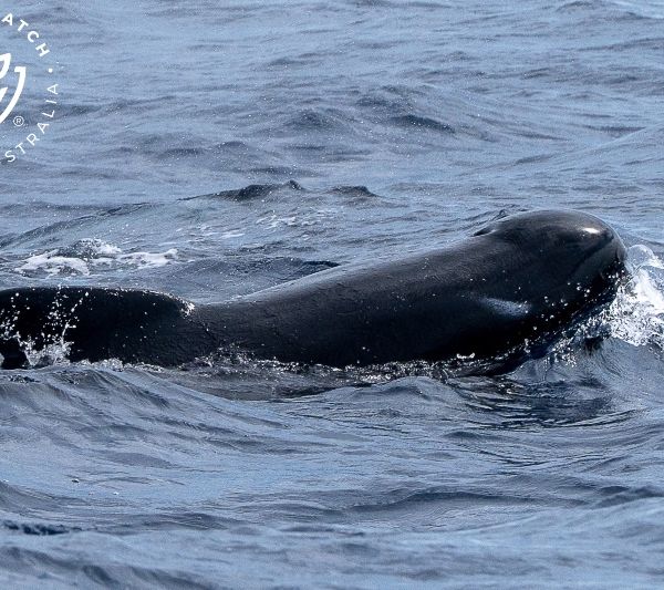 Whale Watch Western Australia
