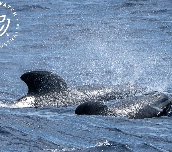 Whale Watch Western Australia