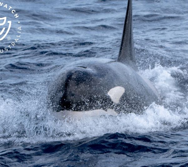 Whale Watch Western Australia