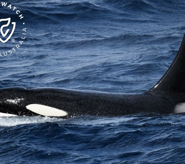 Whale Watch Western Australia