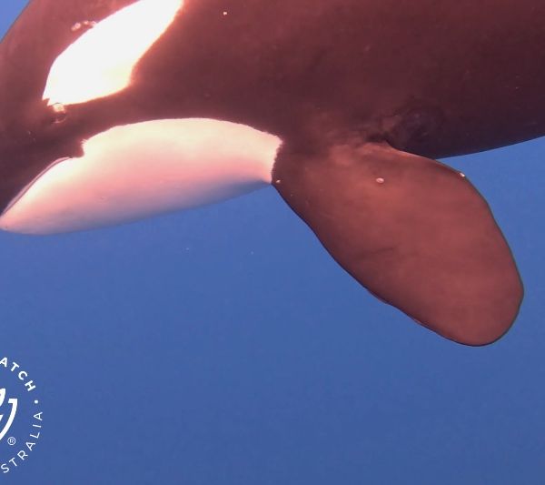 Whale Watch Western Australia