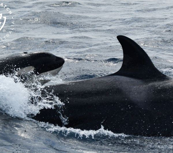 Whale Watch Western Australia