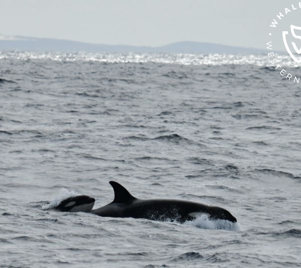 Whale Watch Western Australia
