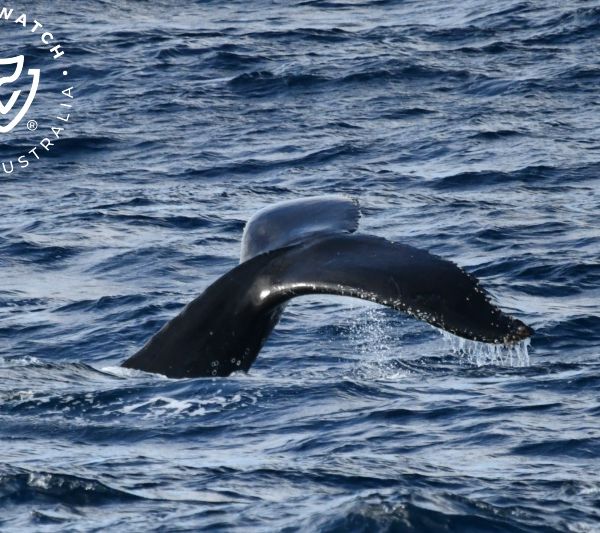 Whale Watch Western Australia
