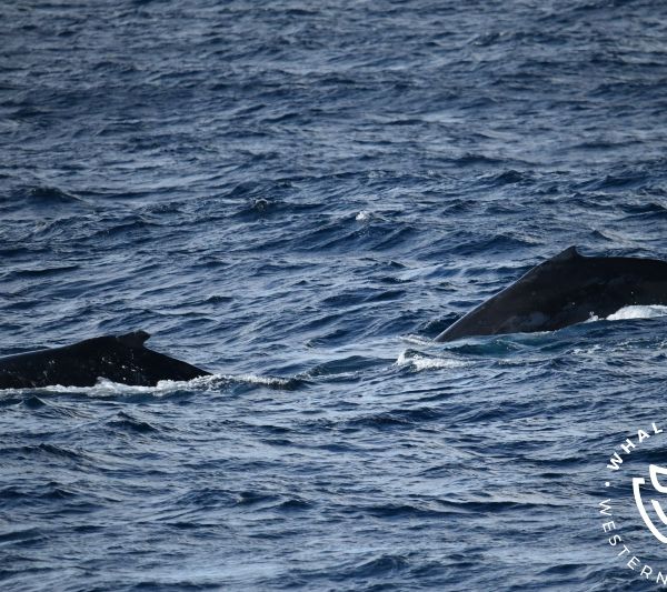 Whale Watch Western Australia