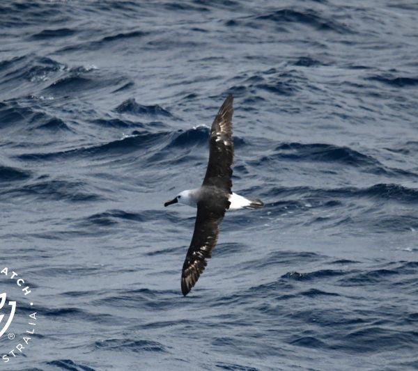 Whale Watch Western Australia