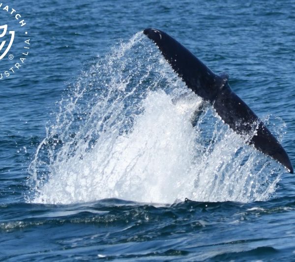 Whale Watch Western Australia