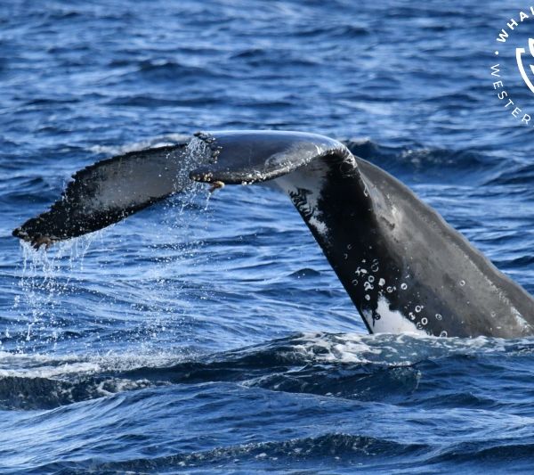 Whale Watch Western Australia