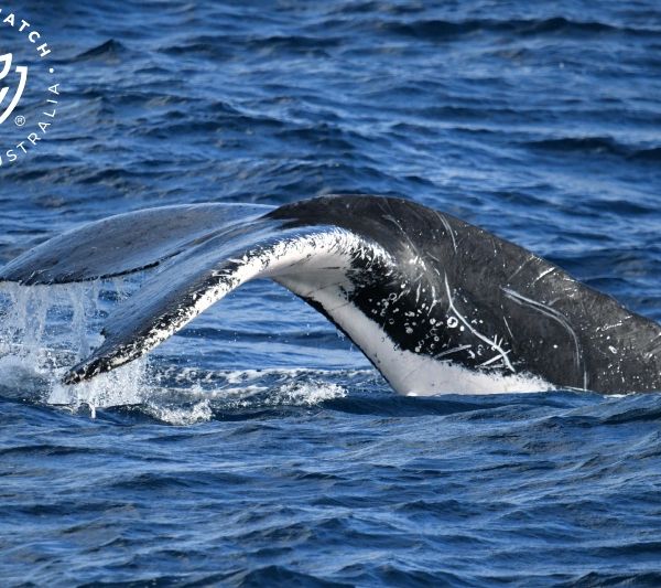 Whale Watch Western Australia