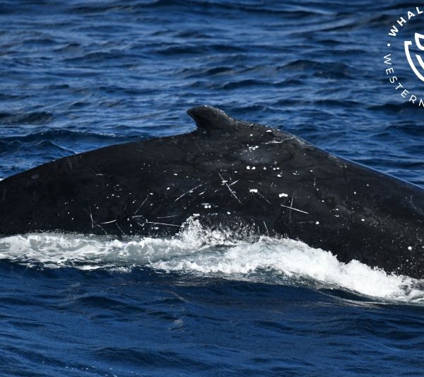 Whale Watch Western Australia