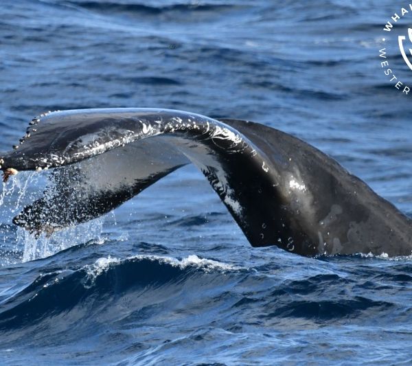 Whale Watch Western Australia