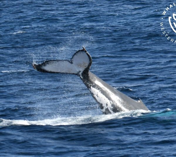 Whale Watch Western Australia