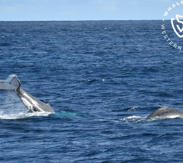 Whale Watch Western Australia
