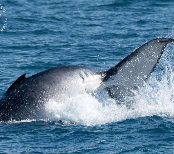 Whale Watch Western Australia