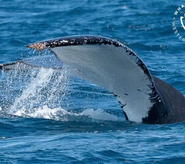 Whale Watch Western Australia