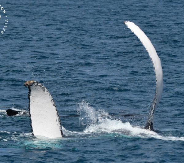 Whale Watch Western Australia