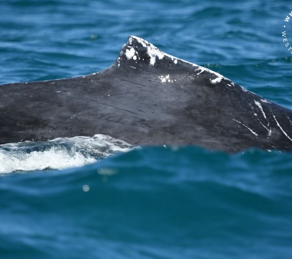 Whale Watch Western Australia