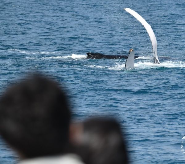 Whale Watch Western Australia