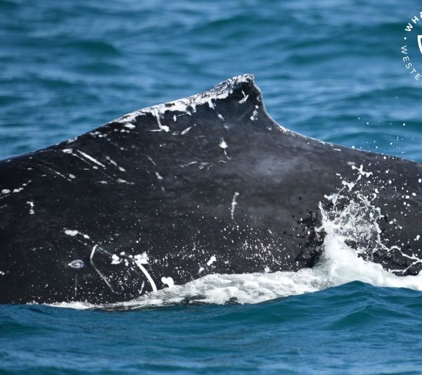 Whale Watch Western Australia