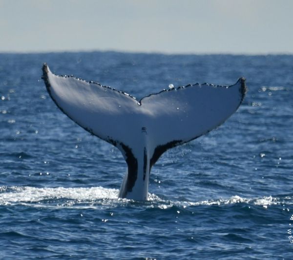 Whale Watch Western Australia