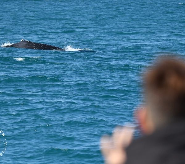 Whale Watch Western Australia