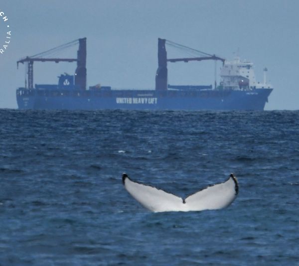 Whale Watch Western Australia