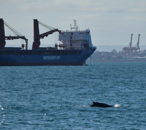 Whale Watch Western Australia