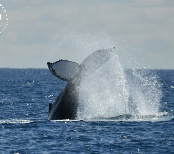 Whale Watch Western Australia