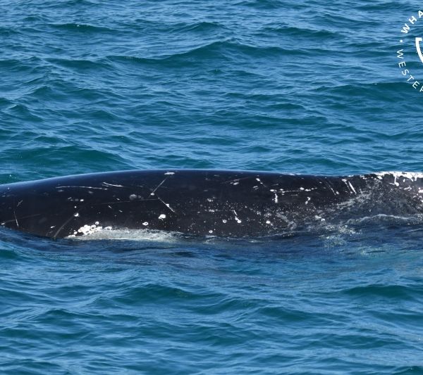 Whale Watch Western Australia