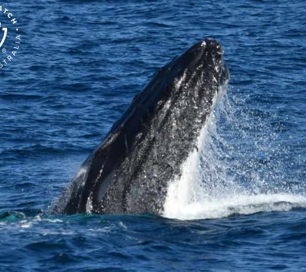 Whale Watch Western Australia