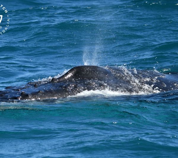 Whale Watch Western Australia