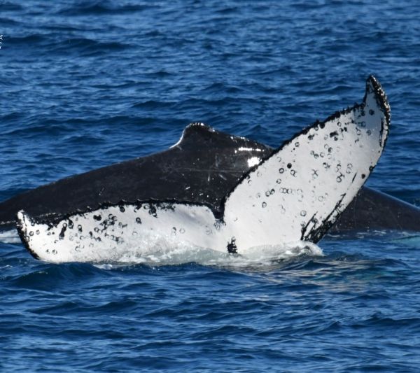 Whale Watch Western Australia