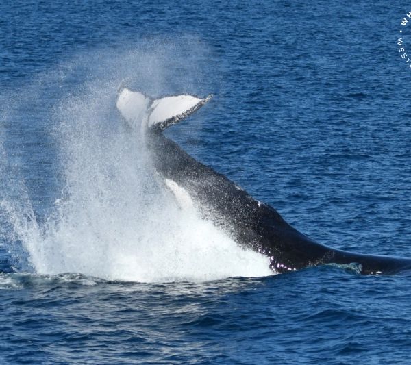Whale Watch Western Australia