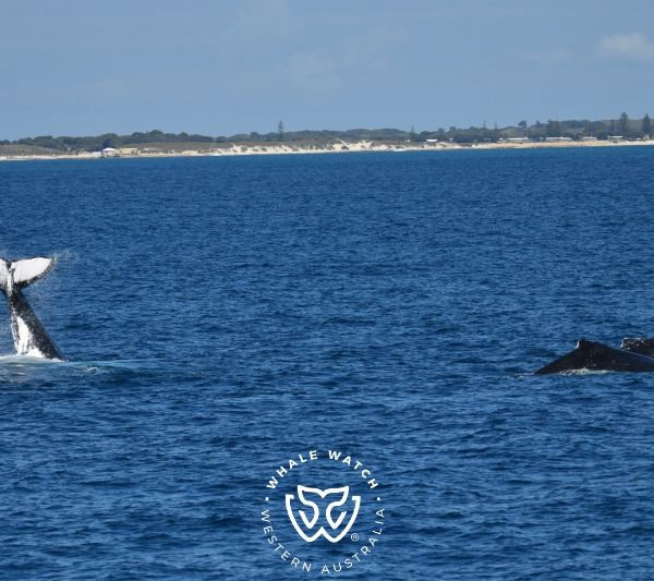 Whale Watch Western Australia