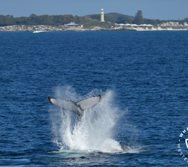 Whale Watch Western Australia