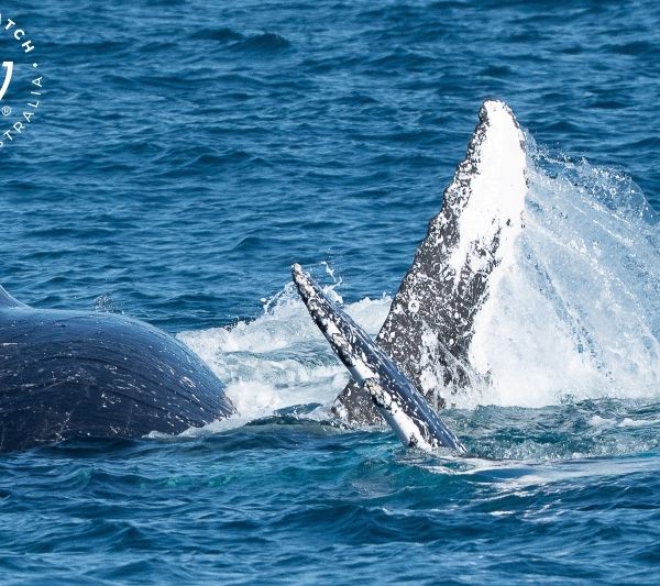 Whale Watch Western Australia