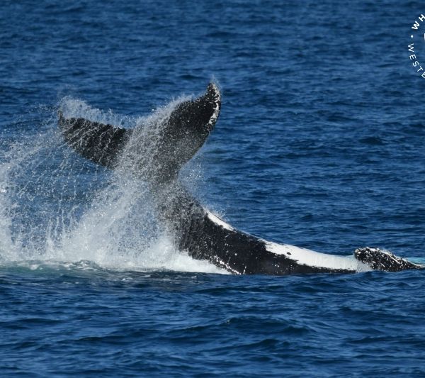 Whale Watch Western Australia