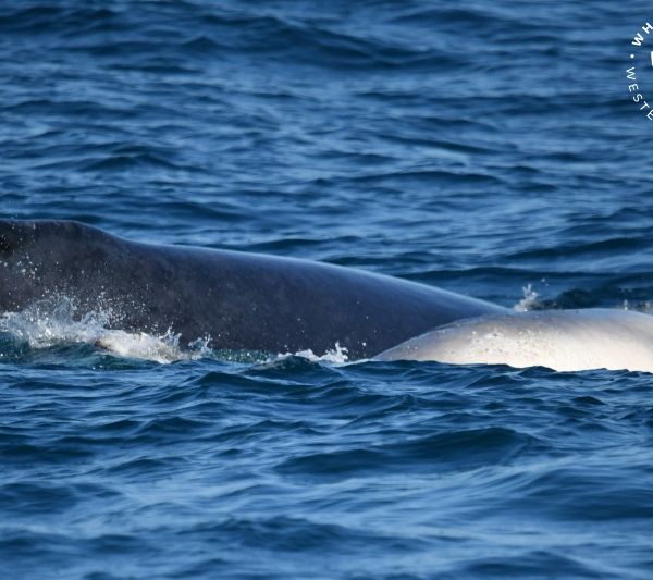 Whale Watch Western Australia