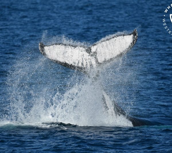 Whale Watch Western Australia
