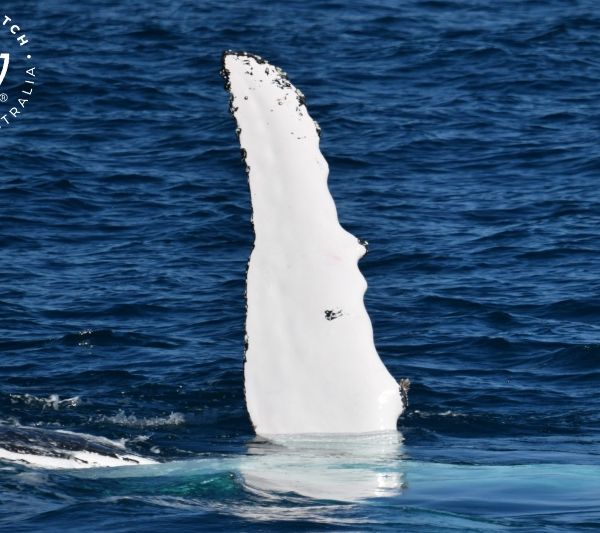 Whale Watch Western Australia