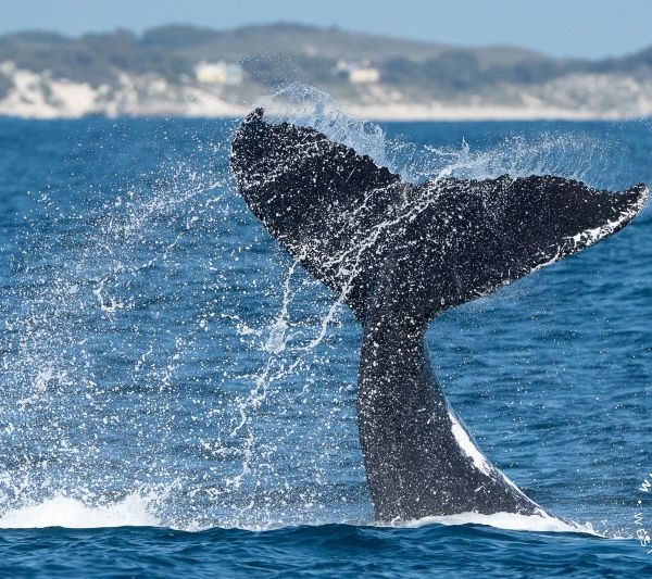 Whale Watch Western Australia