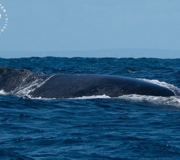 Whale Watch Western Australia