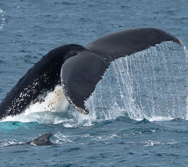 Whale Watch Western Australia